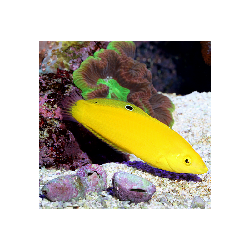 Halichoeres chrysus : 4 à 6 cm